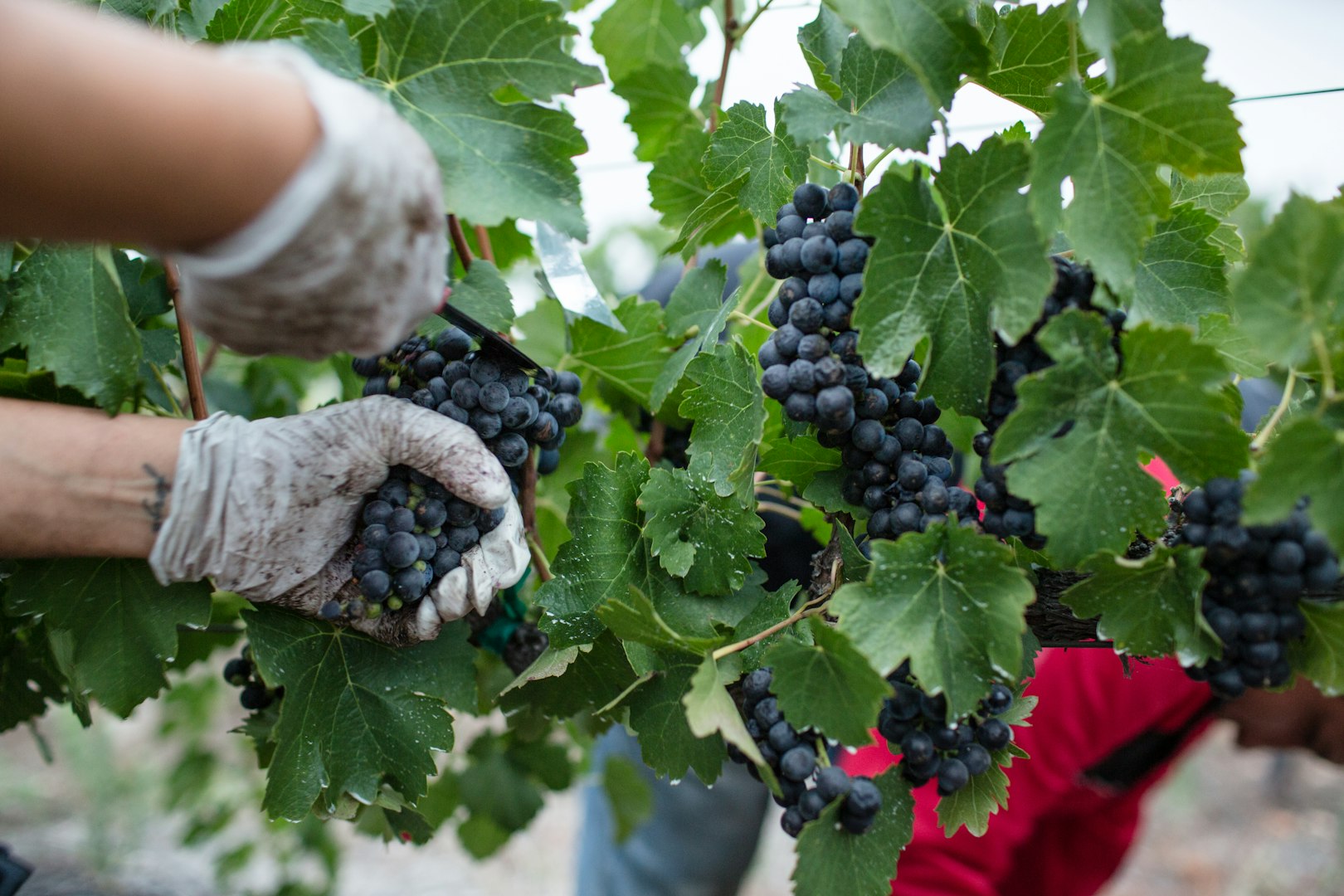 winemaker tending vineyard